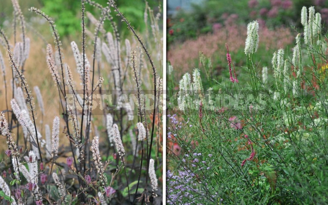 Autumn Perennials: An Overview Of Late Blooms