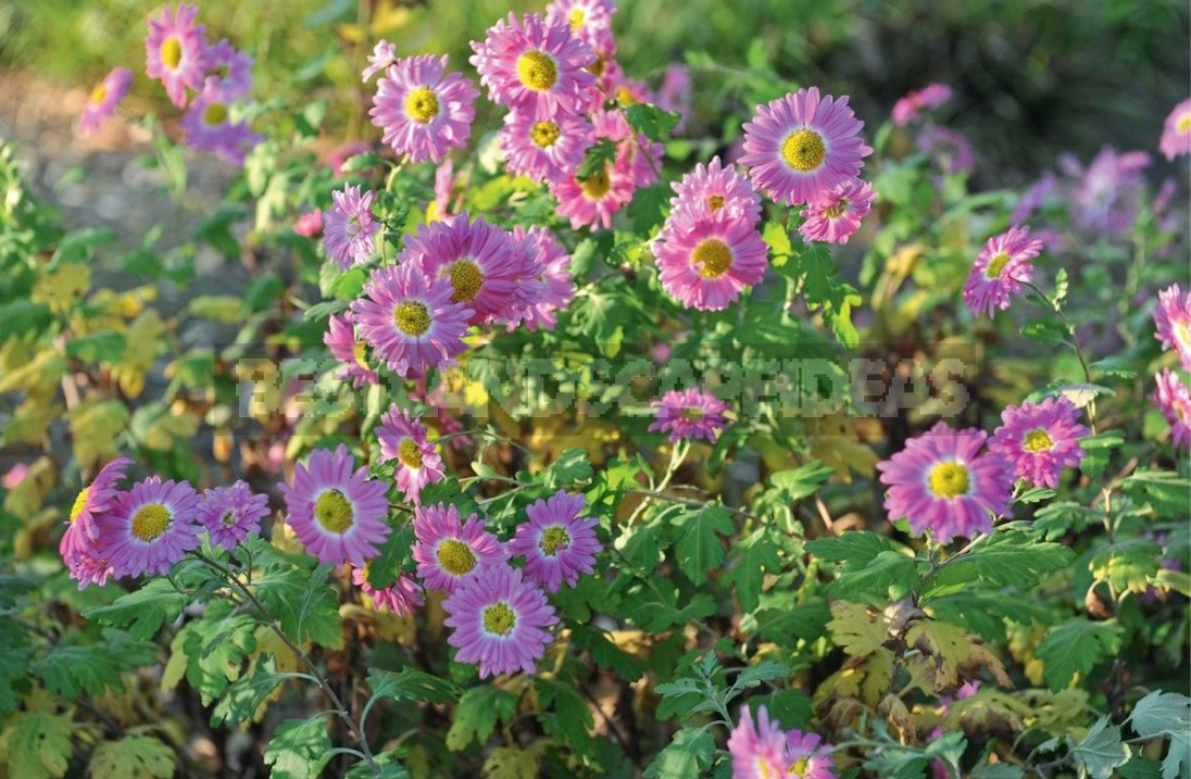 Autumn Perennials: An Overview Of Late Blooms