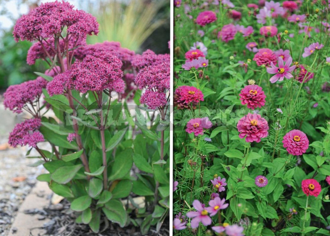 Autumn Perennials: An Overview Of Late Blooms