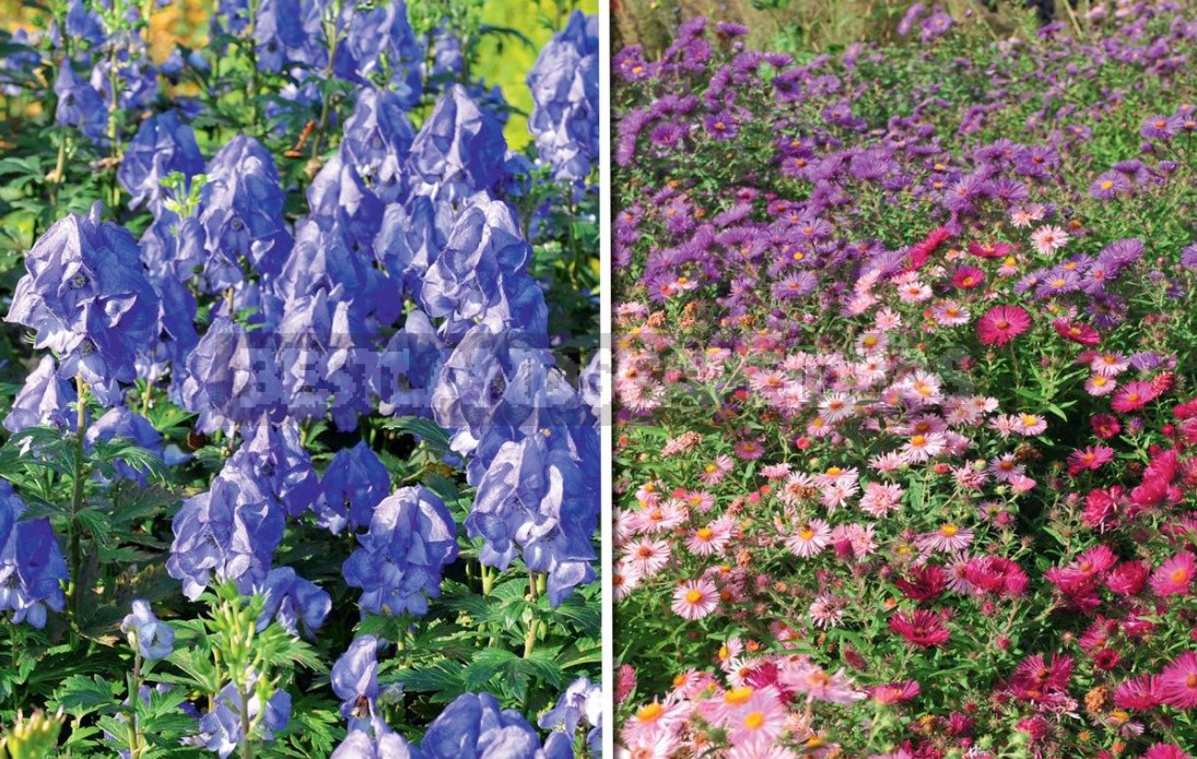 Autumn Perennials: An Overview Of Late Blooms