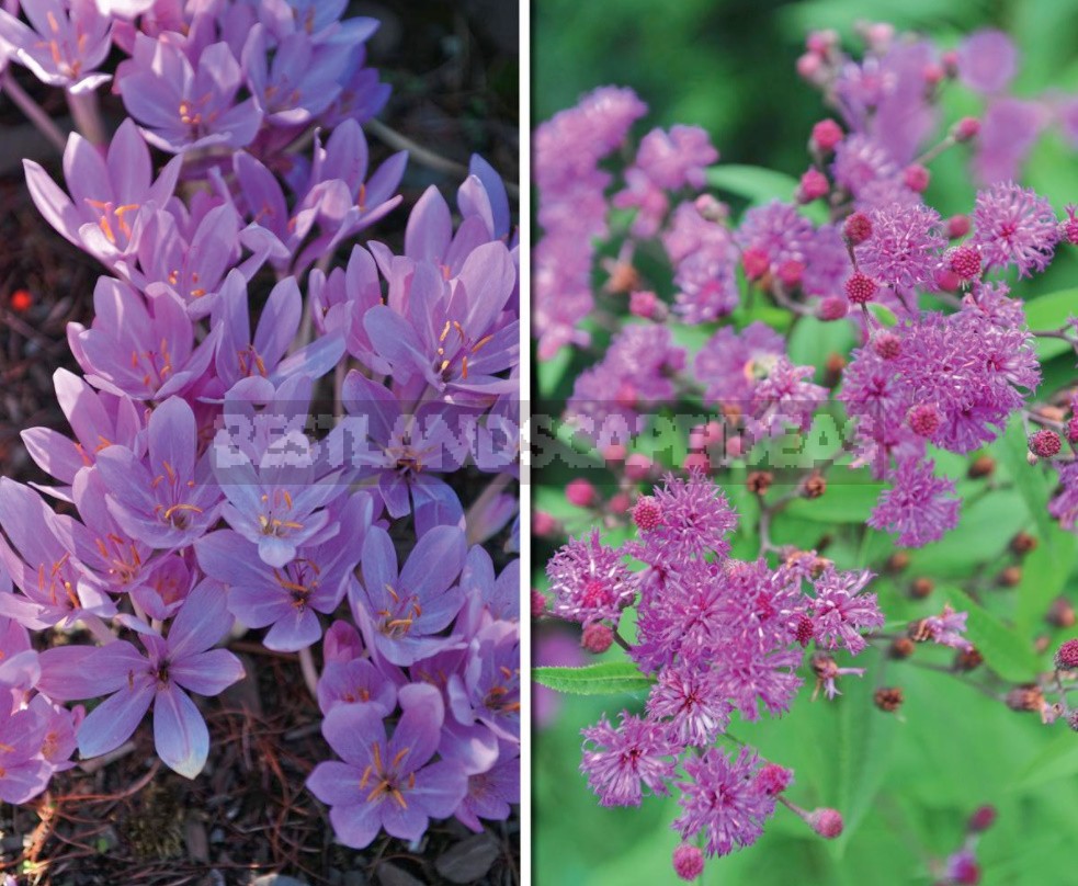 Autumn Perennials: An Overview Of Late Blooms