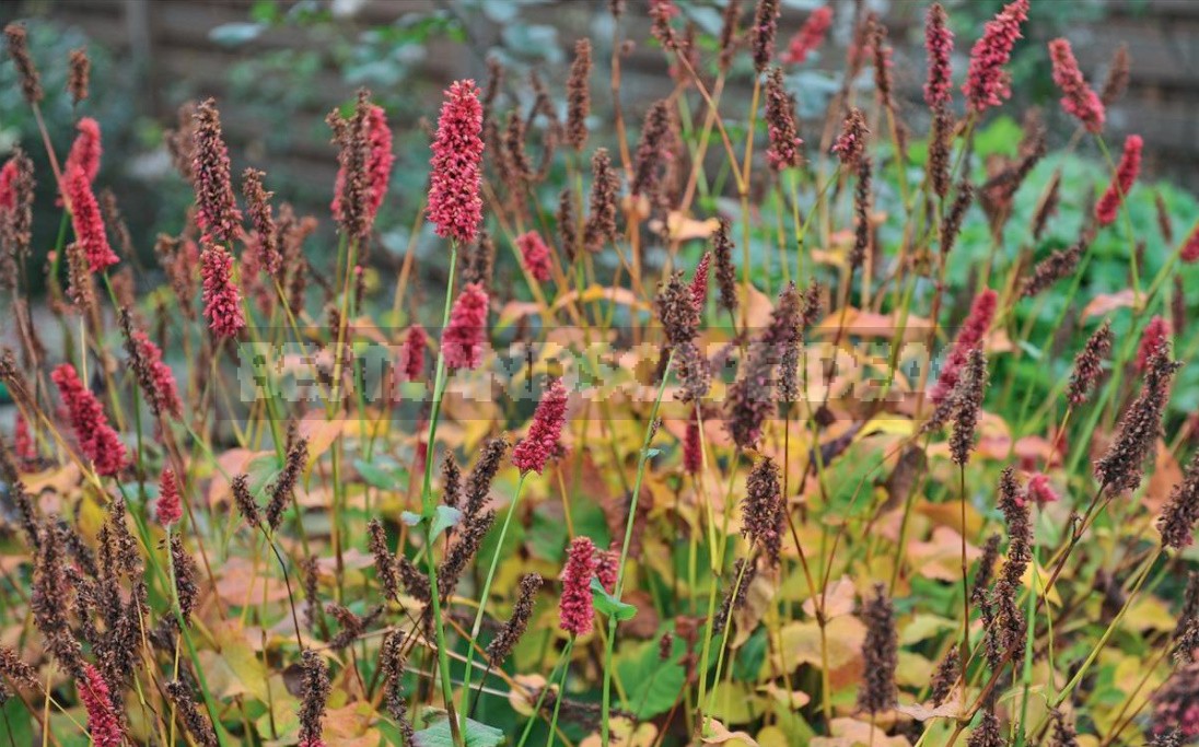 Autumn Perennials: An Overview Of Late Blooms