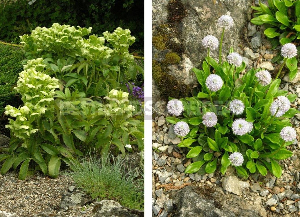 Belvedere, Vienna, April: Walk In The Rock Garden