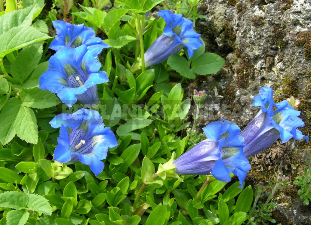 Belvedere, Vienna, April: Walk In The Rock Garden