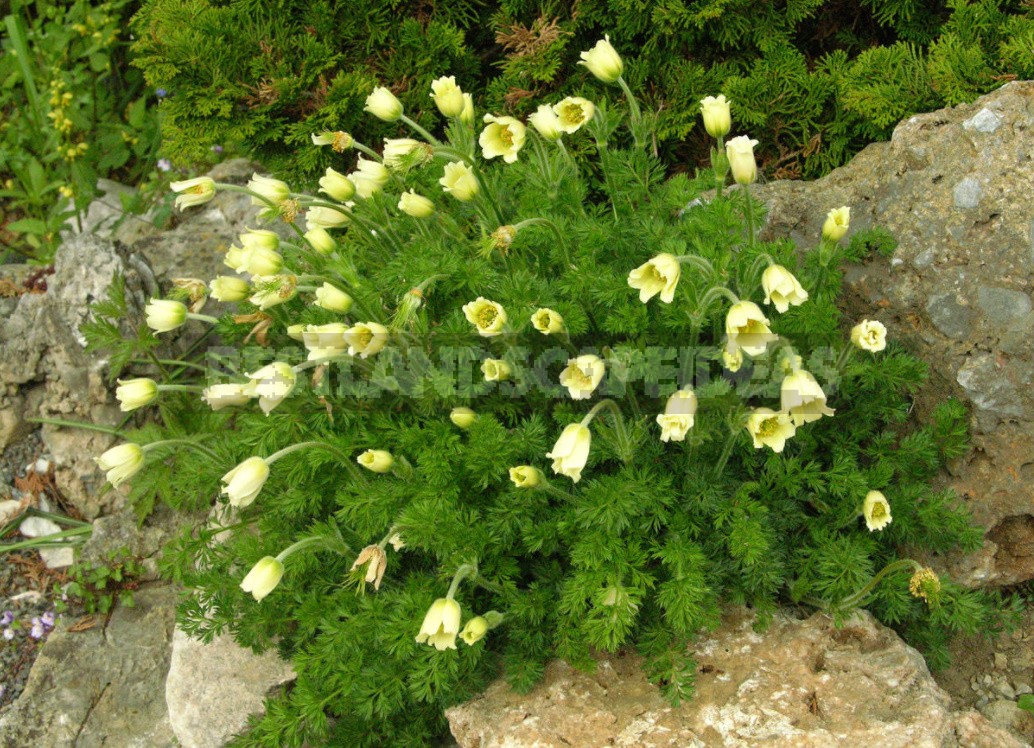 Belvedere, Vienna, April: Walk In The Rock Garden