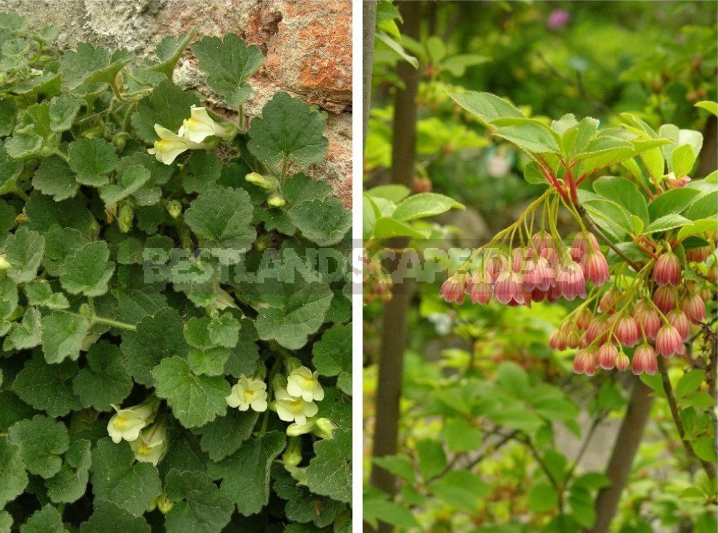 Belvedere, Vienna, April: Walk In The Rock Garden