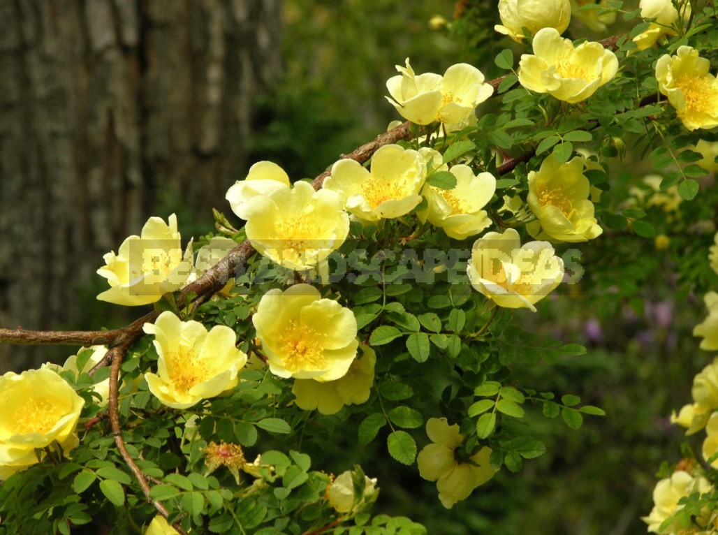 Belvedere, Vienna, April: Walk In The Rock Garden