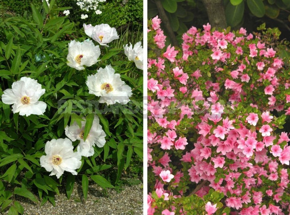 Belvedere, Vienna, April: Walk In The Rock Garden