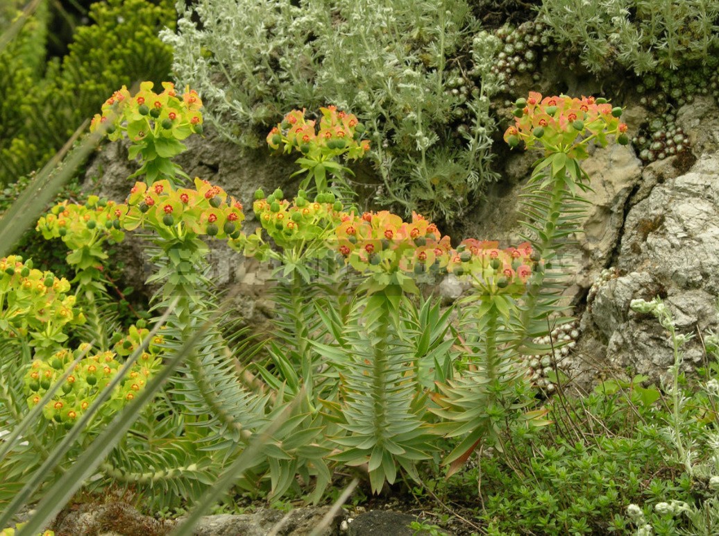 Belvedere, Vienna, April: Walk In The Rock Garden