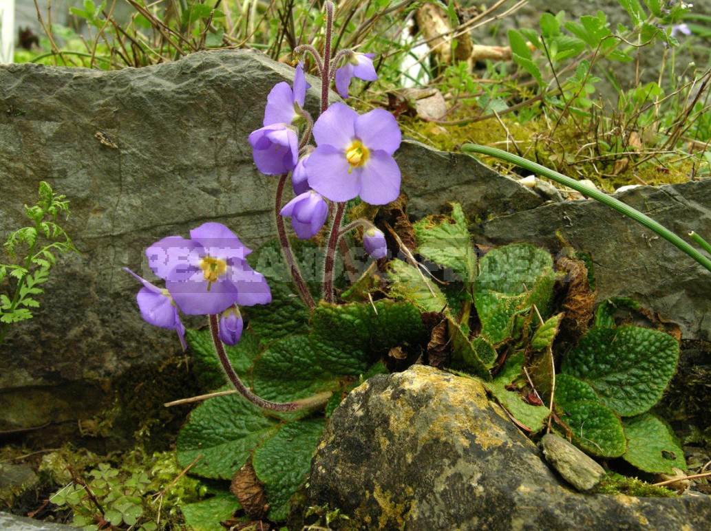 Belvedere, Vienna, April: Walk In The Rock Garden