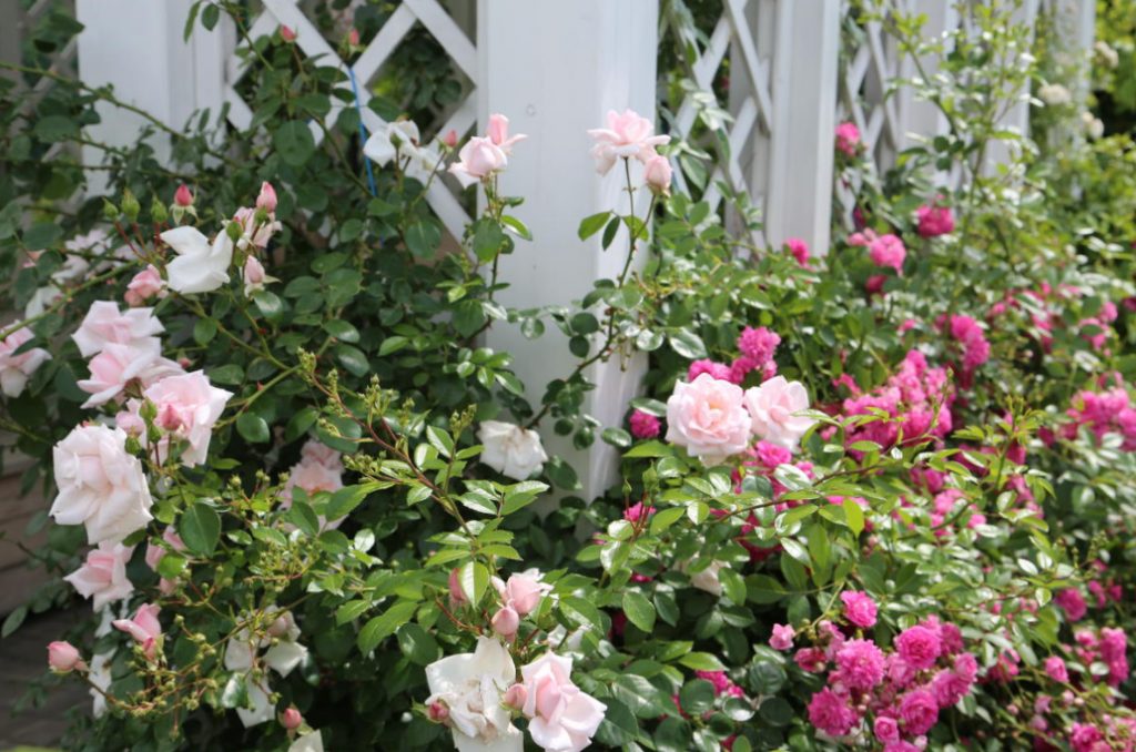 Combination Of Roses By Color: Choosing a Color Scheme For Garden Compositions (Part 2)