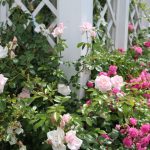 Combination Of Roses By Color: Choosing a Color Scheme For Garden Compositions (Part 1)