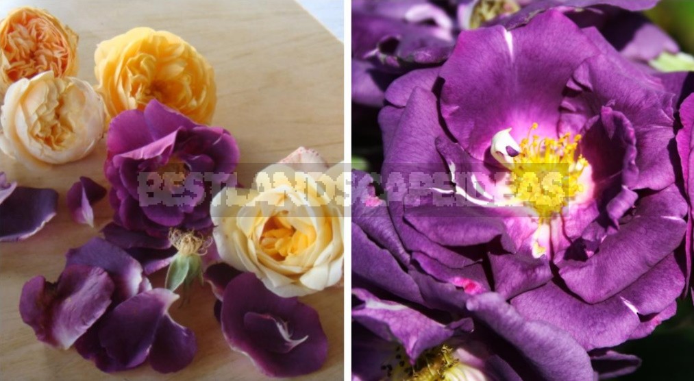 Combination Of Roses By Color: Choosing a Color Scheme For Garden Compositions (Part 2)