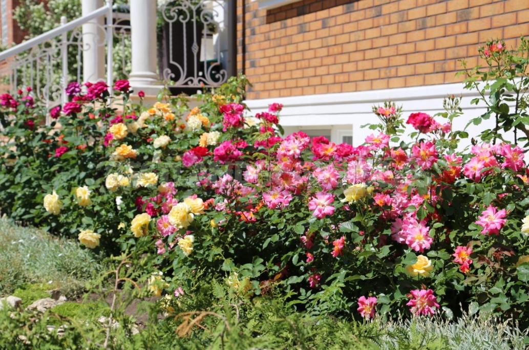 Combination Of Roses By Color: Choosing a Color Scheme For Garden Compositions (Part 2)