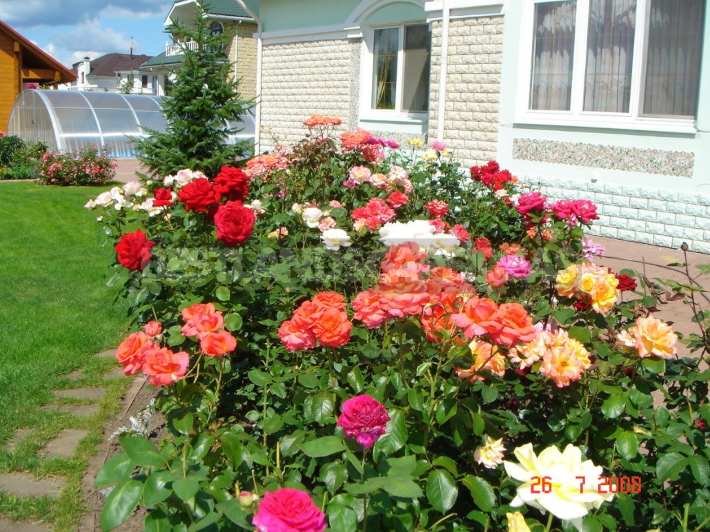 Combination Of Roses By Color: Choosing a Color Scheme For Garden Compositions (Part 2)
