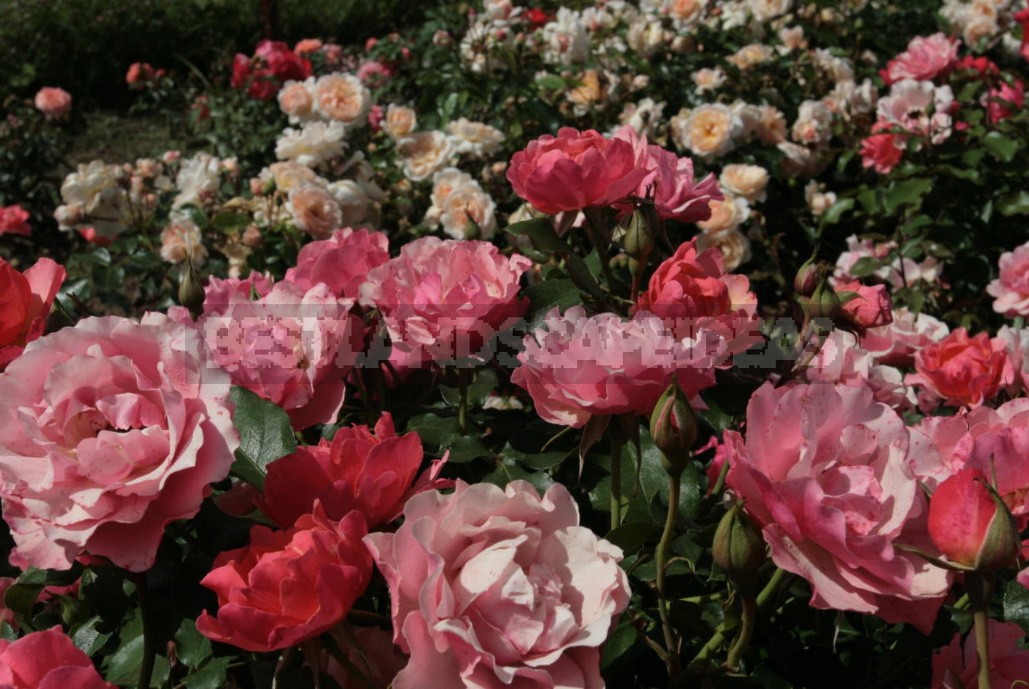 Combination Of Roses By Color: Choosing a Color Scheme For Garden Compositions (Part 2)