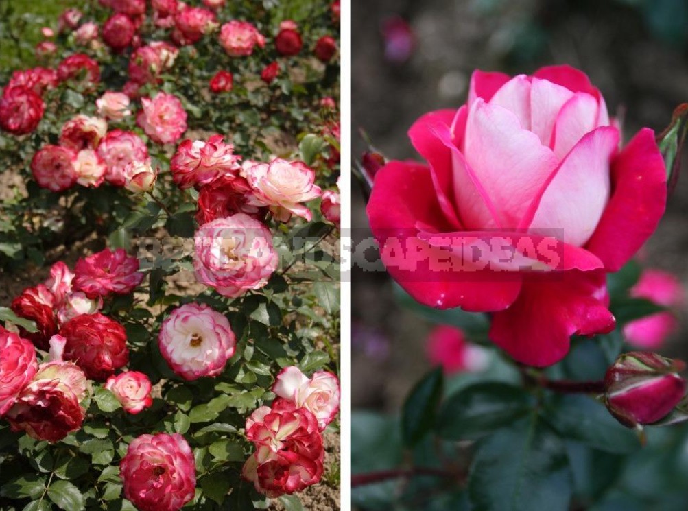 Combination Of Roses By Color: Choosing a Color Scheme For Garden Compositions (Part 2)