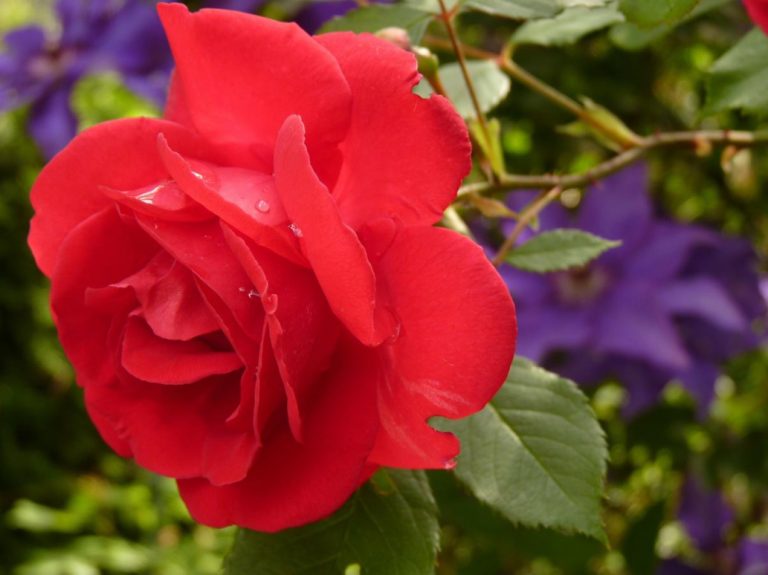 Combination Of Roses By Color Choosing a Color Scheme For Garden
