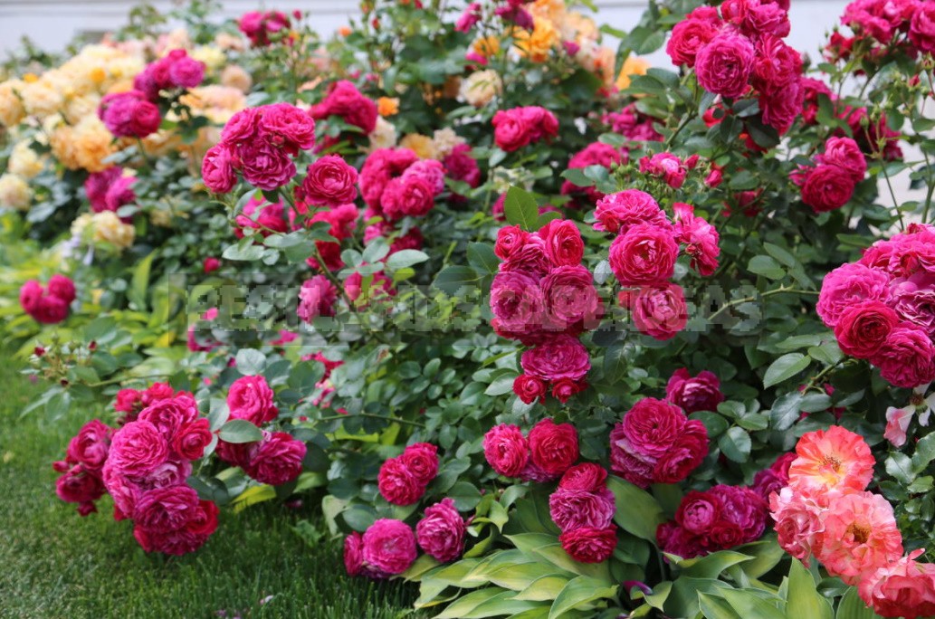 Combination Of Roses By Color: Choosing a Color Scheme For Garden Compositions (Part 1)