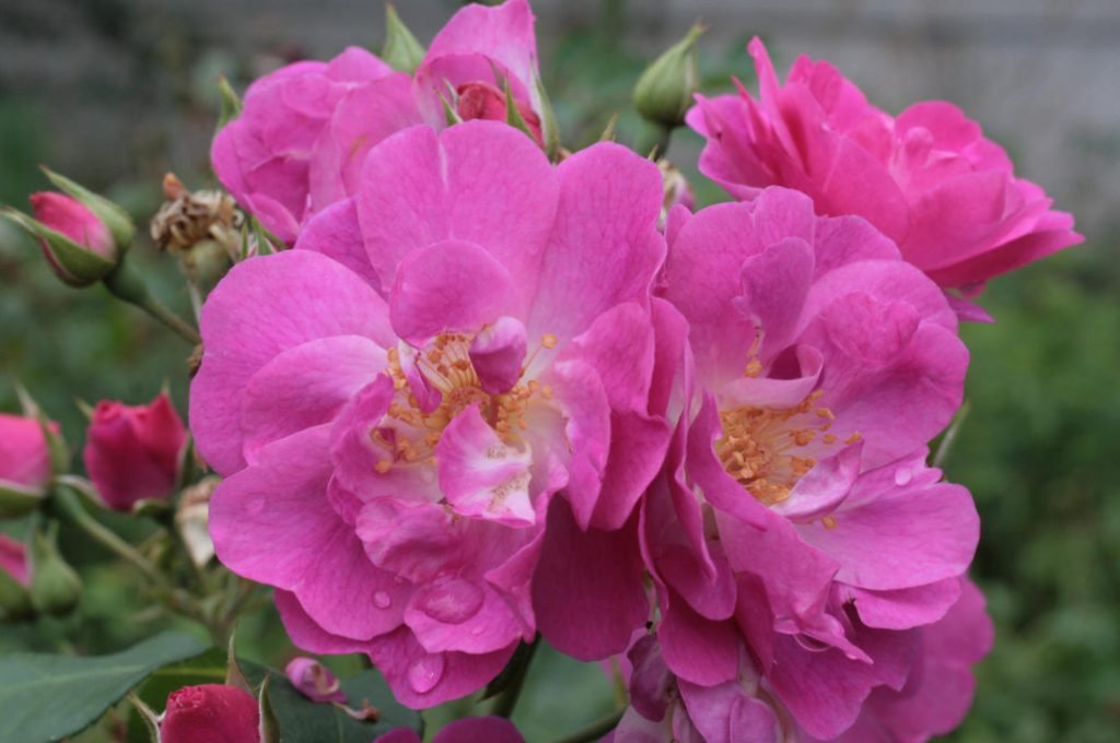 Combination Of Roses By Color Choosing a Color Scheme For Garden