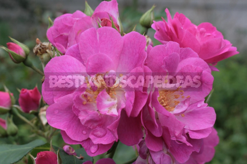 Combination Of Roses By Color: Choosing a Color Scheme For Garden Compositions (Part 2)