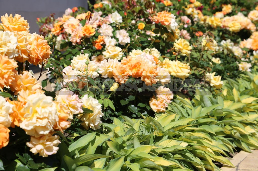 Combination Of Roses By Color: Choosing a Color Scheme For Garden Compositions (Part 2)