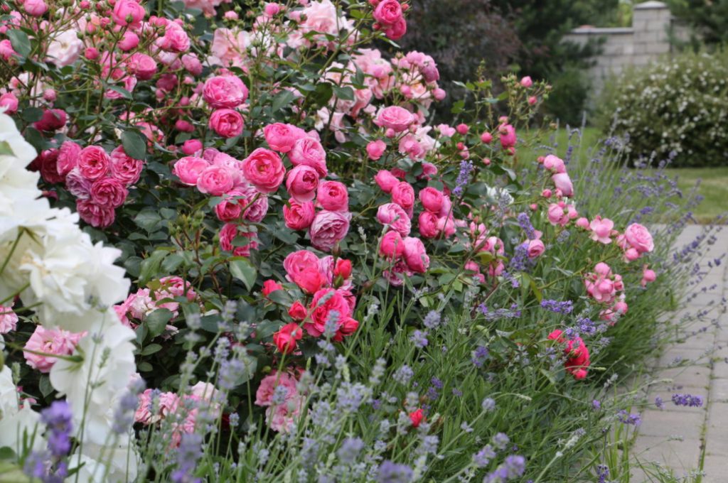 Combination Of Roses By Color Choosing a Color Scheme For Garden
