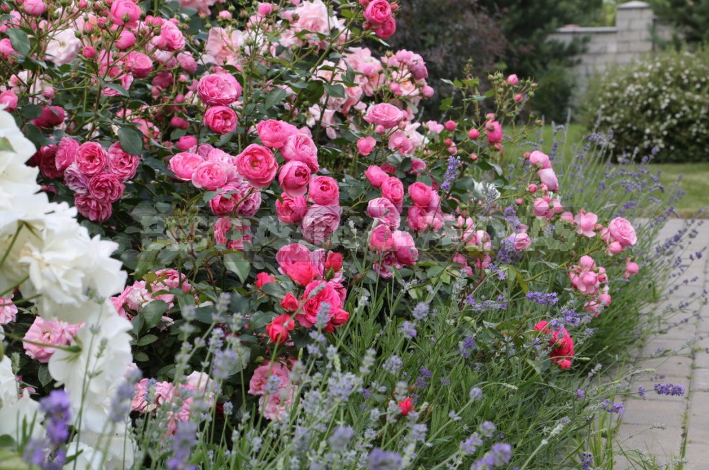 Combination Of Roses By Color: Choosing a Color Scheme For Garden Compositions (Part 2)