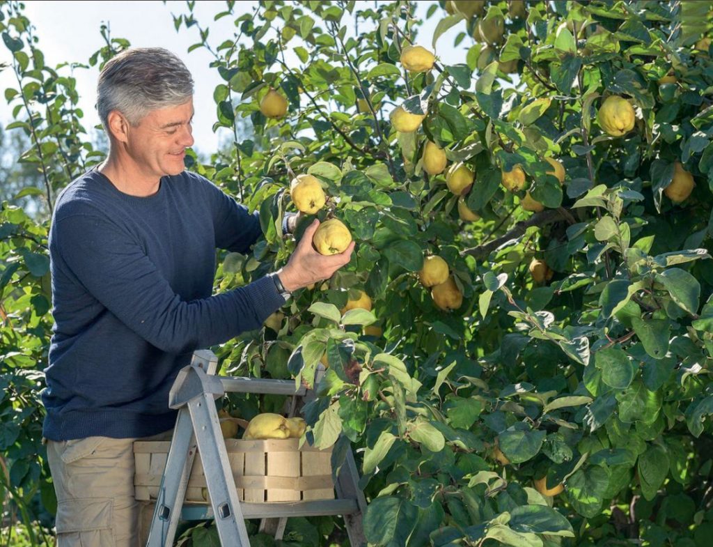 Cydonia Oblonga: Tips For Growing And Caring