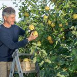 Cydonia Oblonga: Tips For Growing And Caring