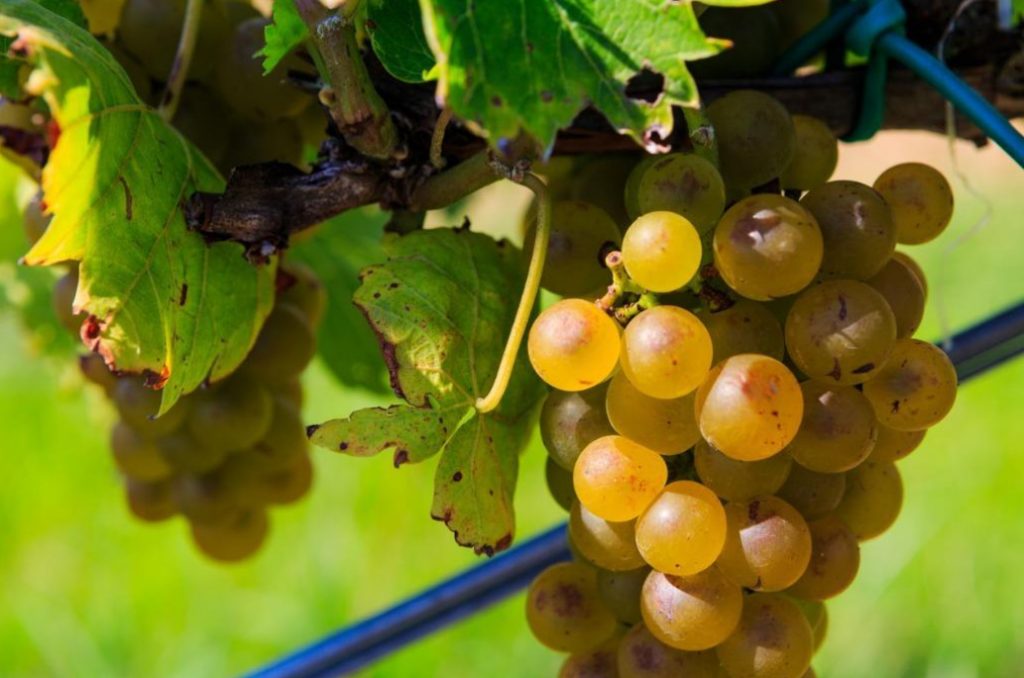 Grape Care: Top Dressing, Watering, Pruning