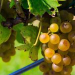 Grape Care: Top Dressing, Watering, Pruning
