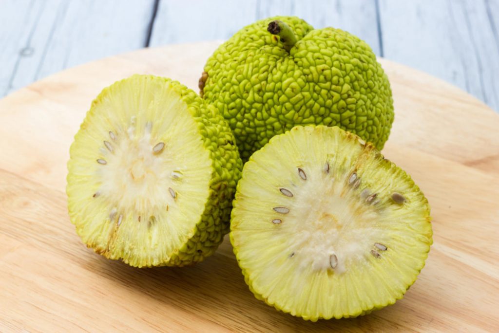 How To Make Maclura Pomifera: Tincture And Extract Recipe