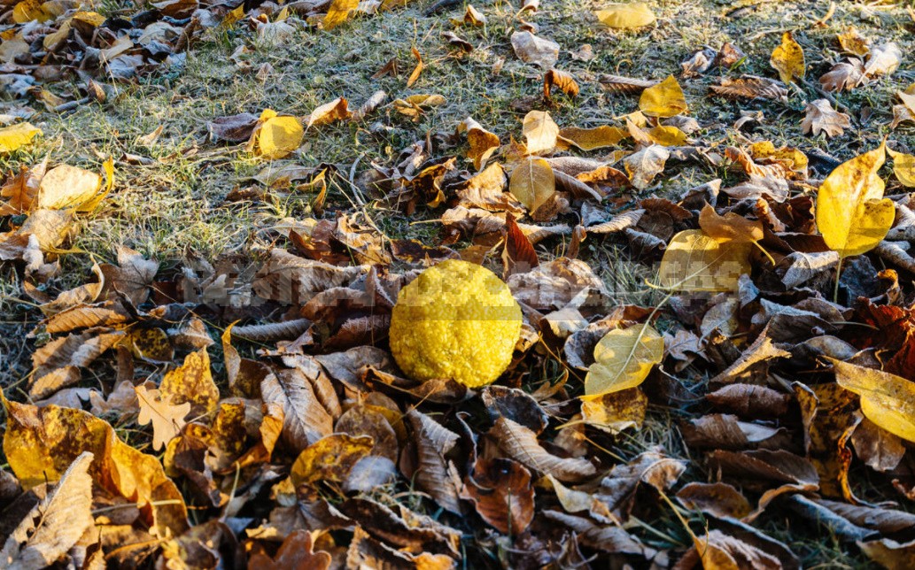 How To Make Maclura Pomifera: Tincture And Extract Recipe