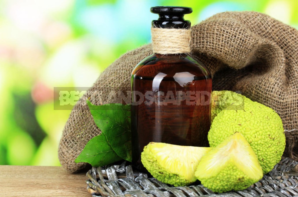 How To Make Maclura Pomifera: Tincture And Extract Recipe