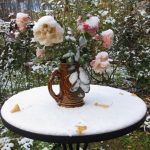 How To Prepare Roses For Winter: 5 Important Steps