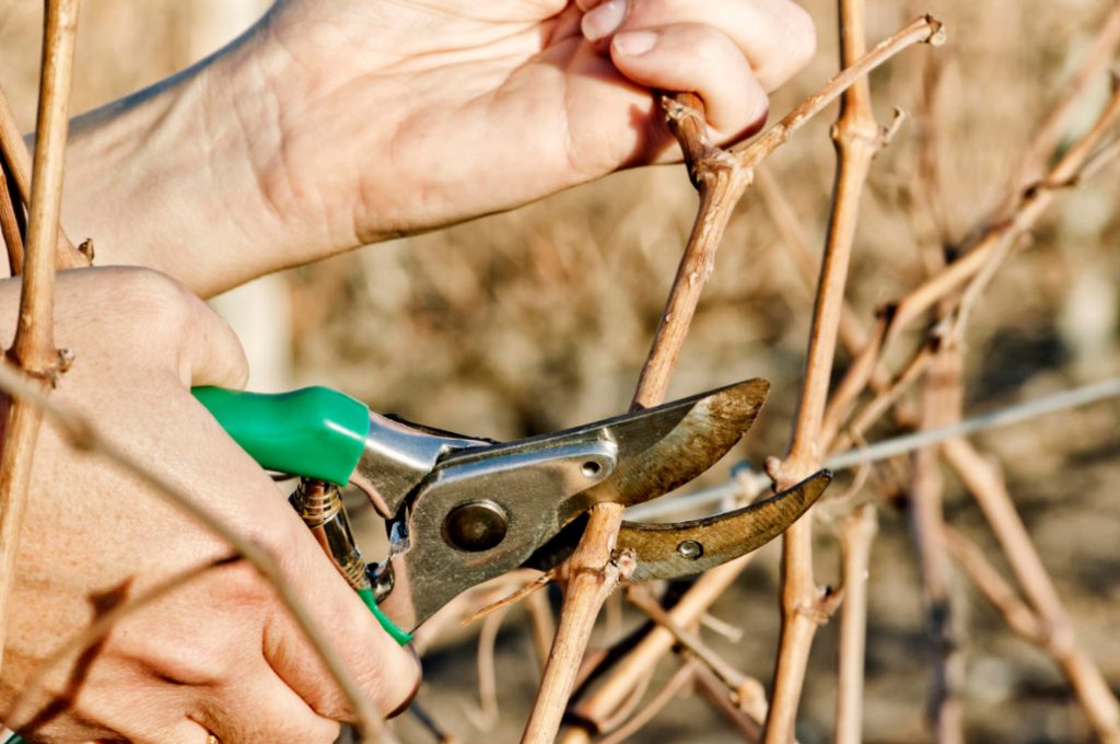 How To Prune Grapes From The First To The Fifth Year Of Cultivation