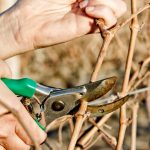 How To Prune Grapes From The First To The Fifth Year Of Cultivation