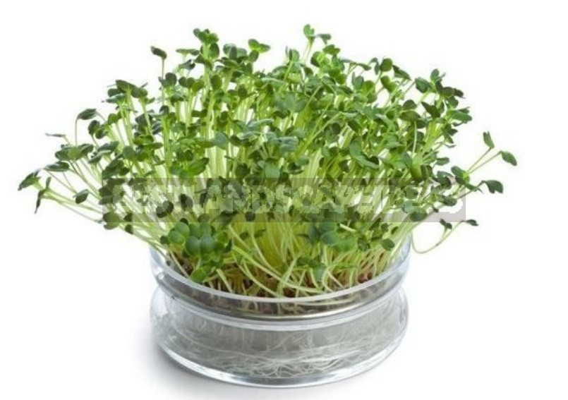 Microgreens: Features Of Cultivation, Benefits And Recipes