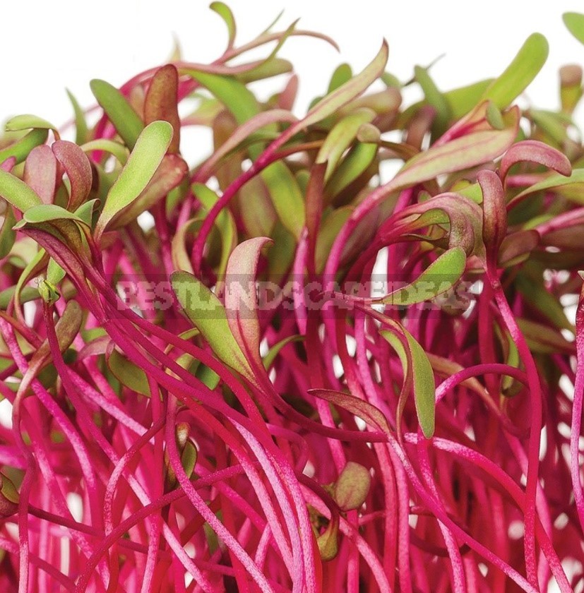 Microgreens: Features Of Cultivation, Benefits And Recipes