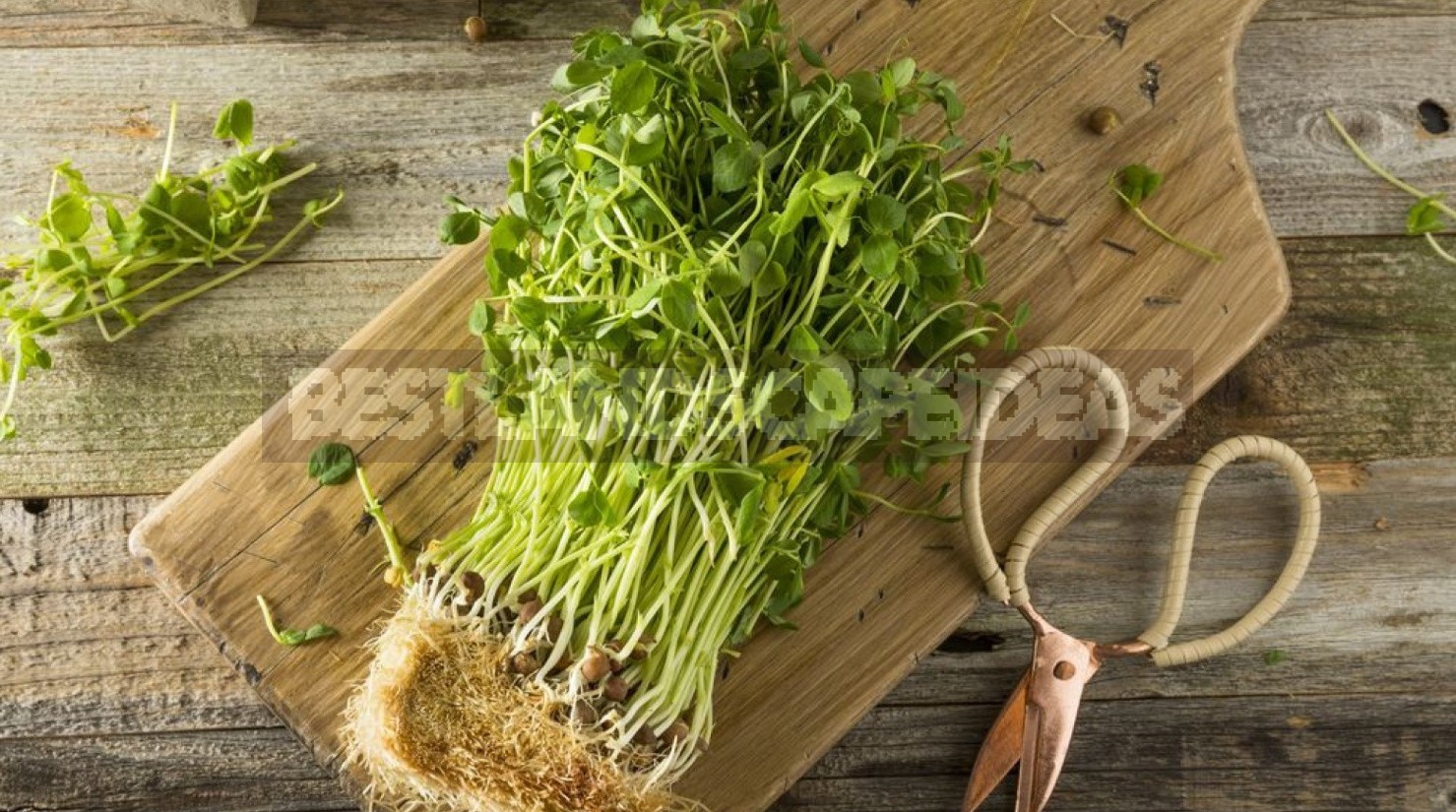 Microgreens: Features Of Cultivation, Benefits And Recipes