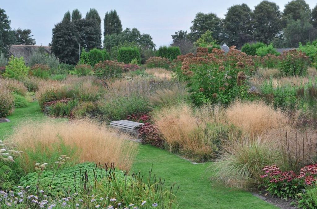 Decorative Cereals In The Garden: Use Cases