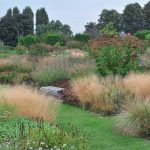 Decorative Cereals In The Garden: Use Cases
