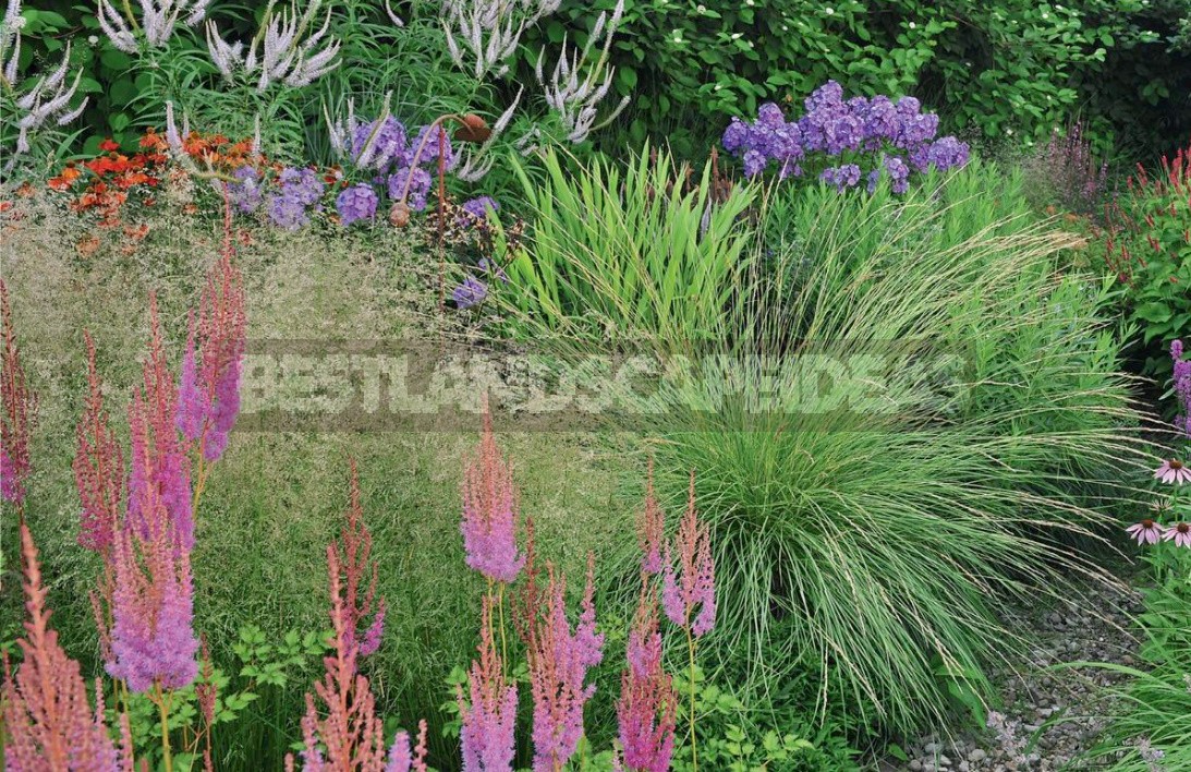 Decorative Cereals In The Garden: Use Cases