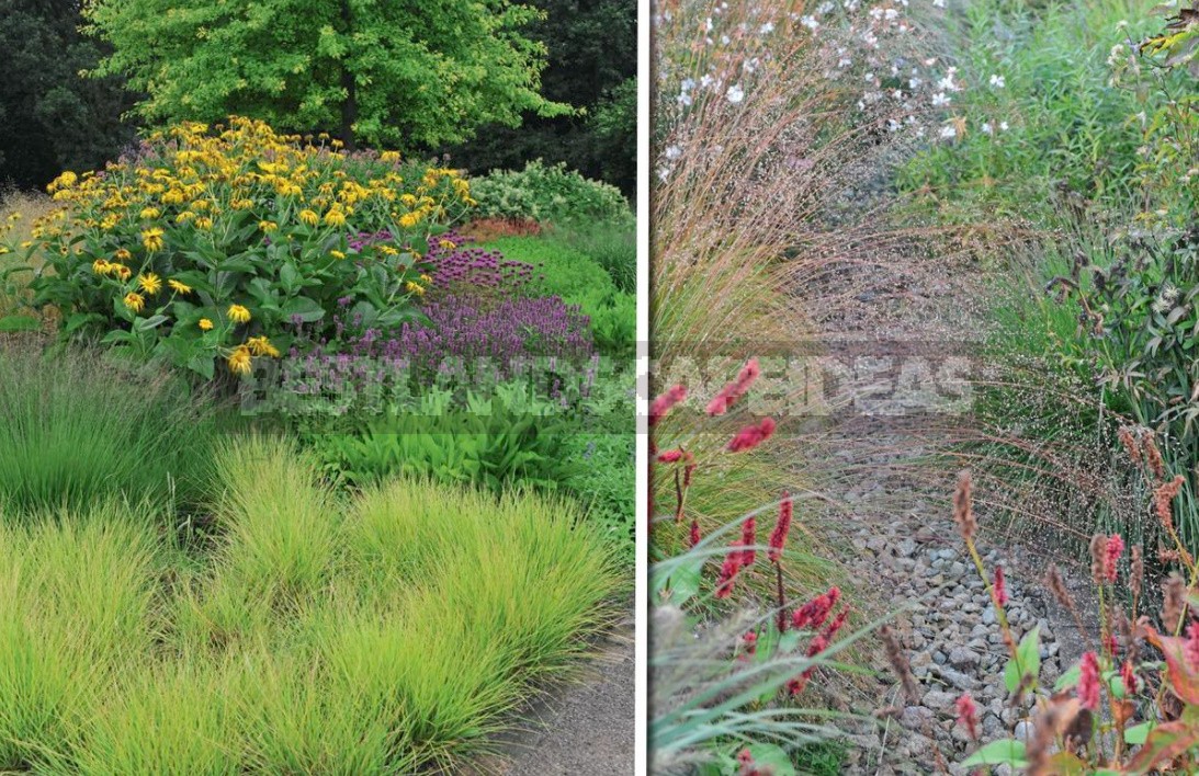 Decorative Cereals In The Garden: Use Cases
