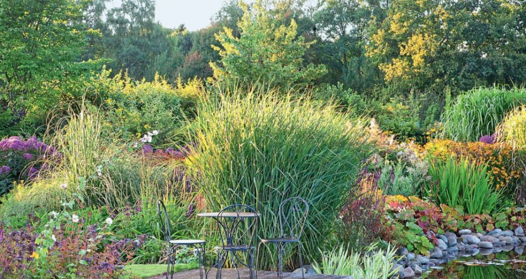 Multicolored Panicum Virgatum: The Most Spectacular Varieties
