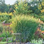 Multicolored Panicum Virgatum: The Most Spectacular Varieties