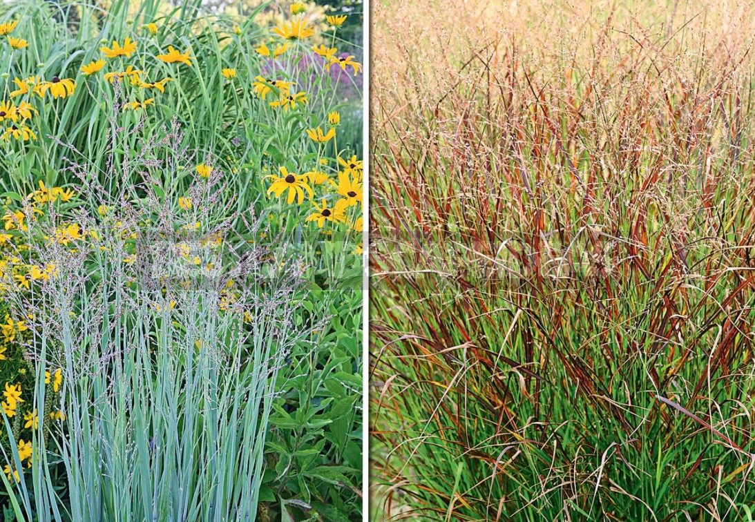 Multicolored Panicum Virgatum: The Most Spectacular Varieties