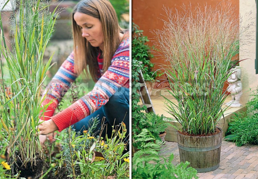 Multicolored Panicum Virgatum: The Most Spectacular Varieties