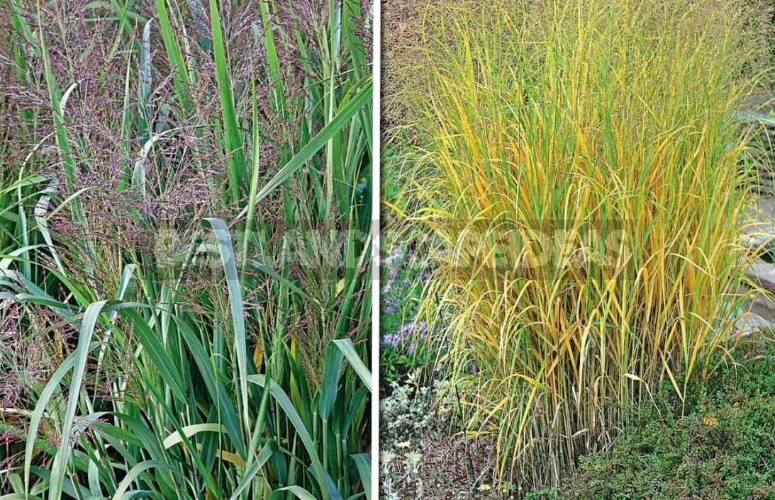 Multicolored Panicum Virgatum: The Most Spectacular Varieties